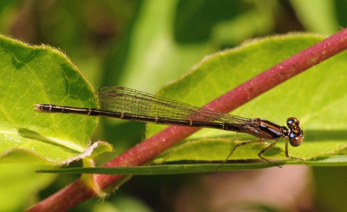 Male, immature
2013_04_23_Floyd